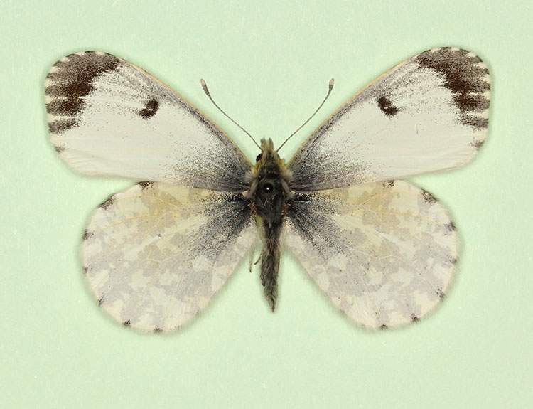 Anthocharis cardamines female (aberrant form radiata, verso) (Internet Image property of respective owner, non-commercial use only)
